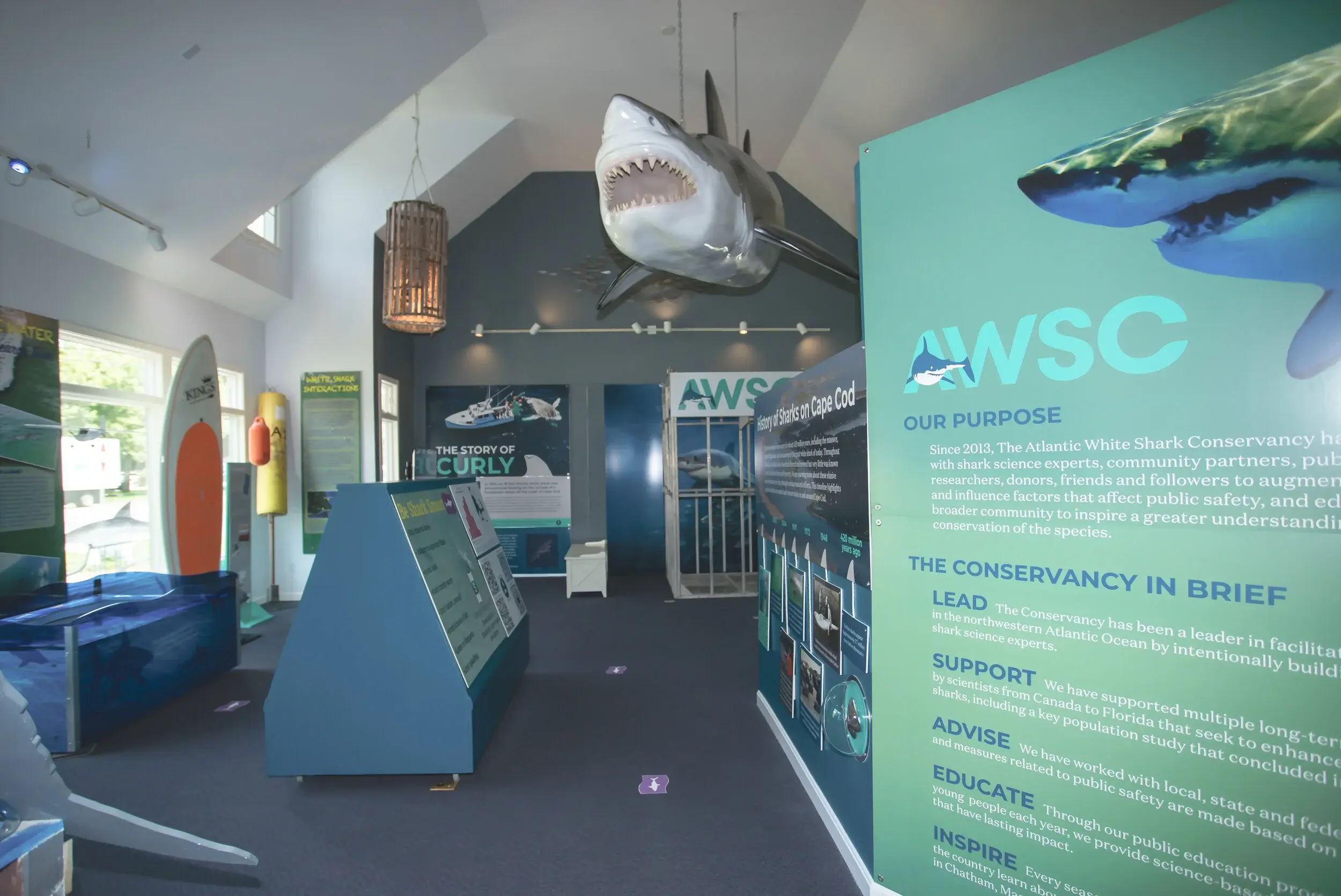 Atlantic White Shark Conservancy