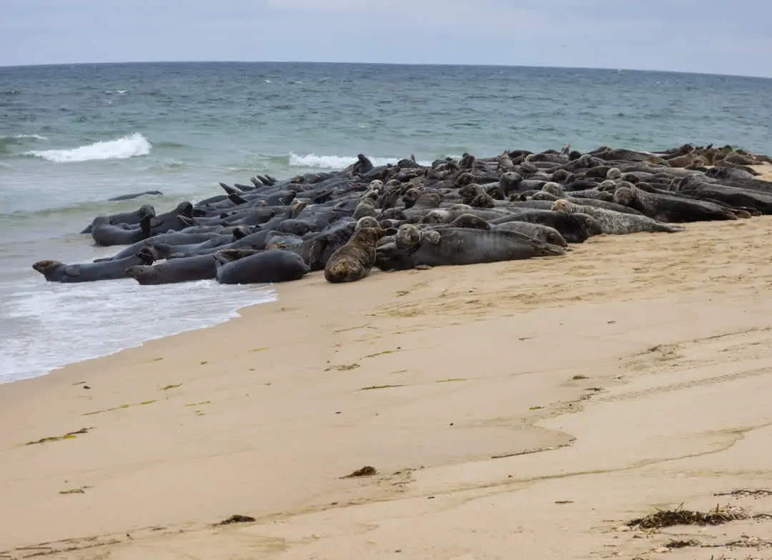 Photo 7 of Del Mar #16699 - Central AC, Dog Friendly, Family-Friendly!